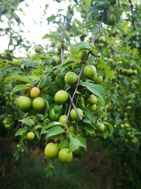 fonds d'écran fruit, superfood