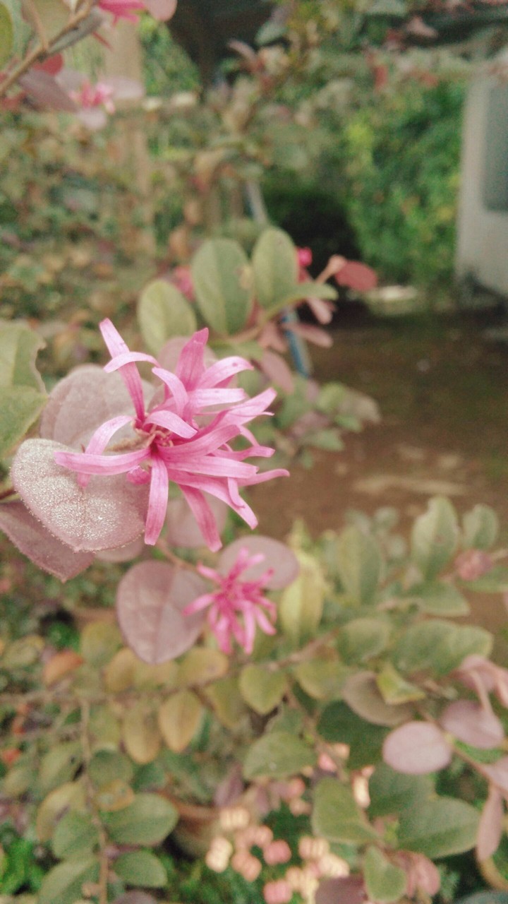flower at my house part1
