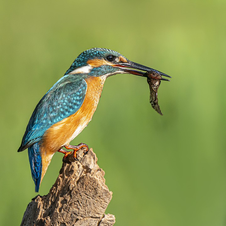 Kingfisher