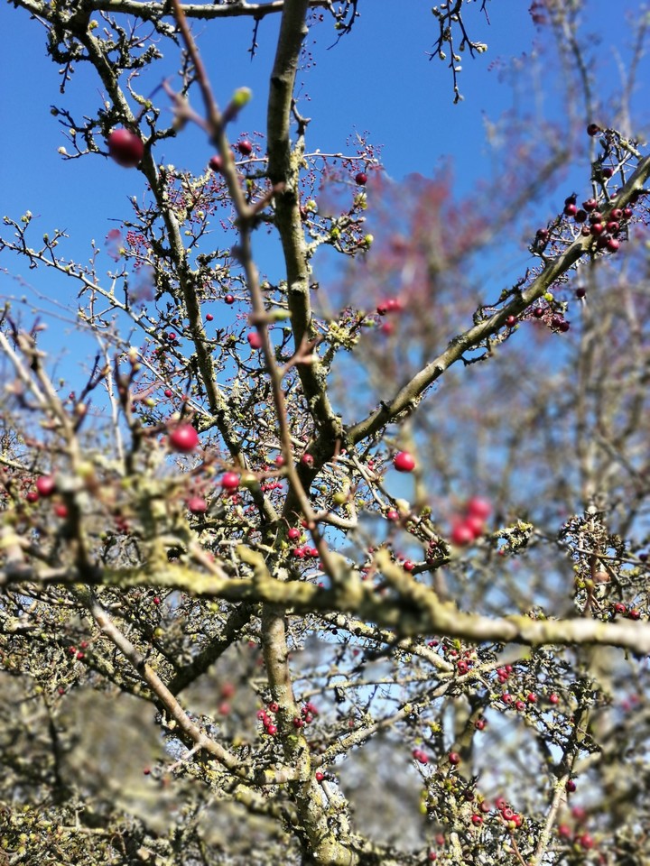 spring