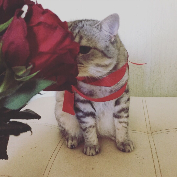 dursycat