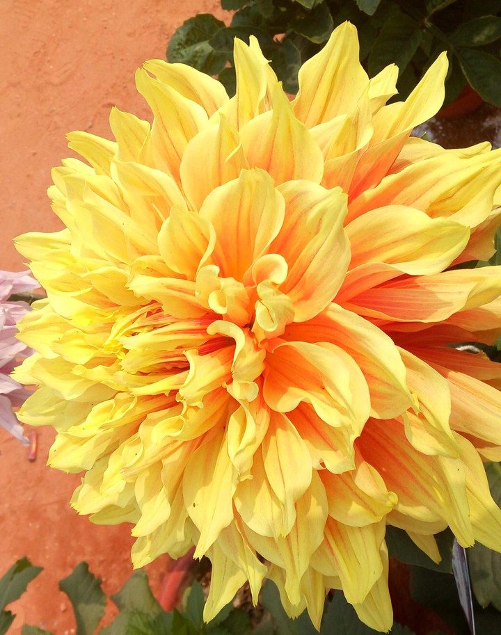 Dhalia
