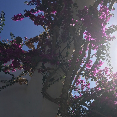 Purple Flowers