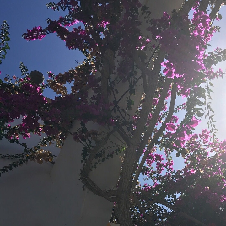 Purple Flowers
