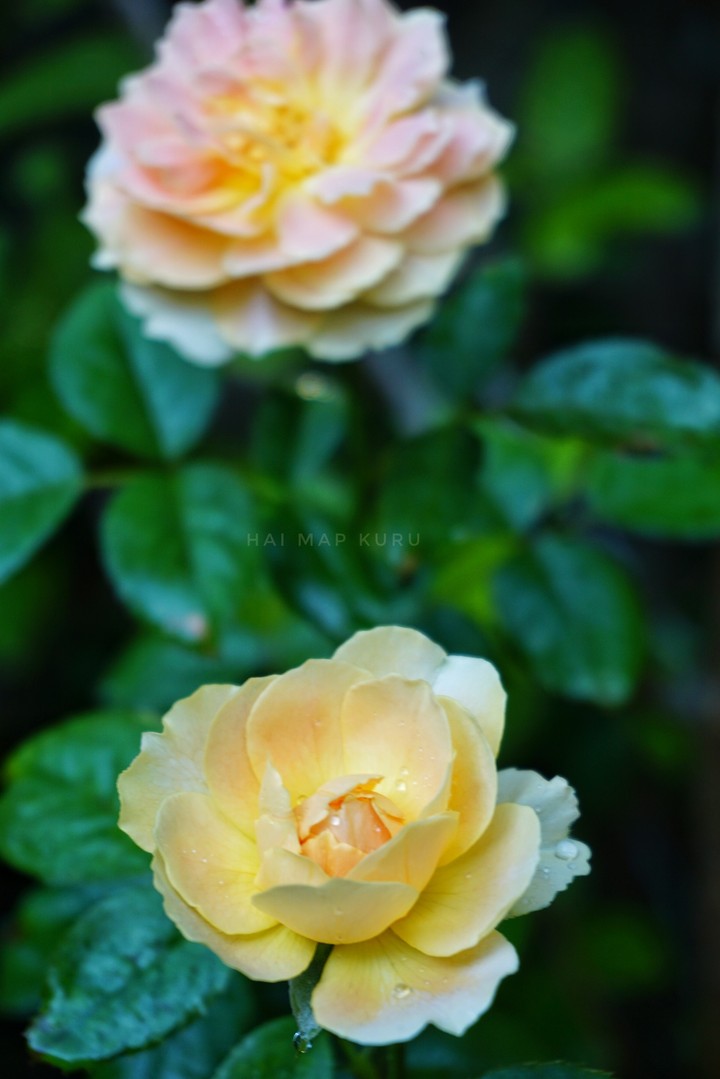 molineux Rose