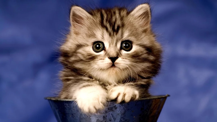 Kitty