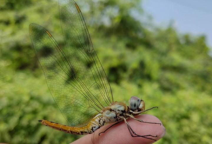 Dregonfly