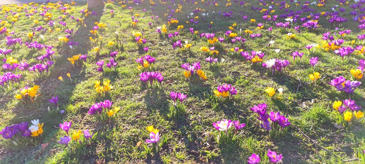 spring
