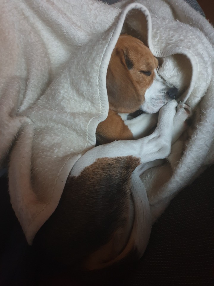 Hunde