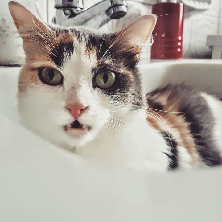 Lily the Cat