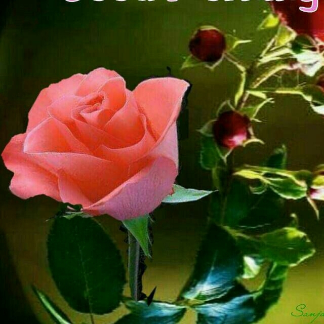 rose