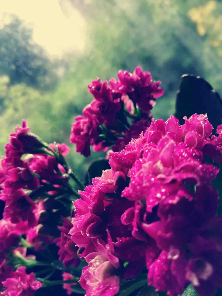 Pink Bloom