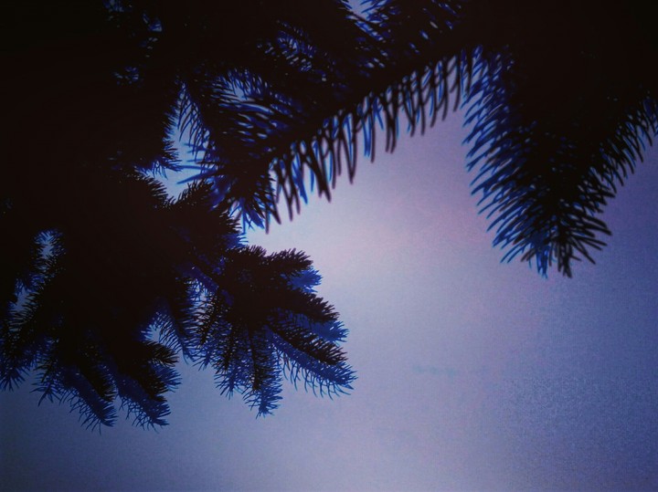 spruce