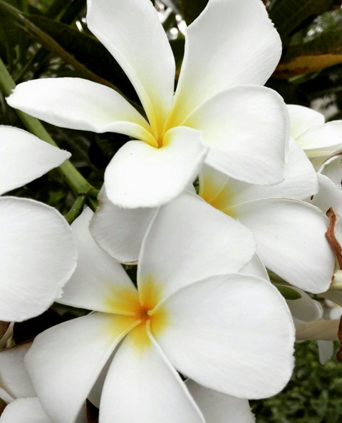 floristry, flora wallpapers