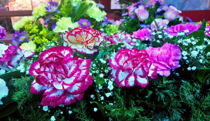 ROSAS COLORES, TAXCO DE ALARCÓN, GRO.