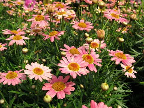 Bloom