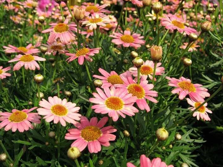 Bloom