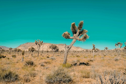 desert