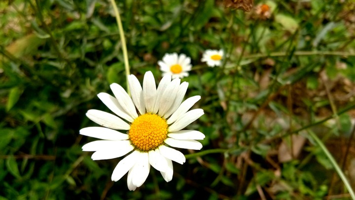 flower