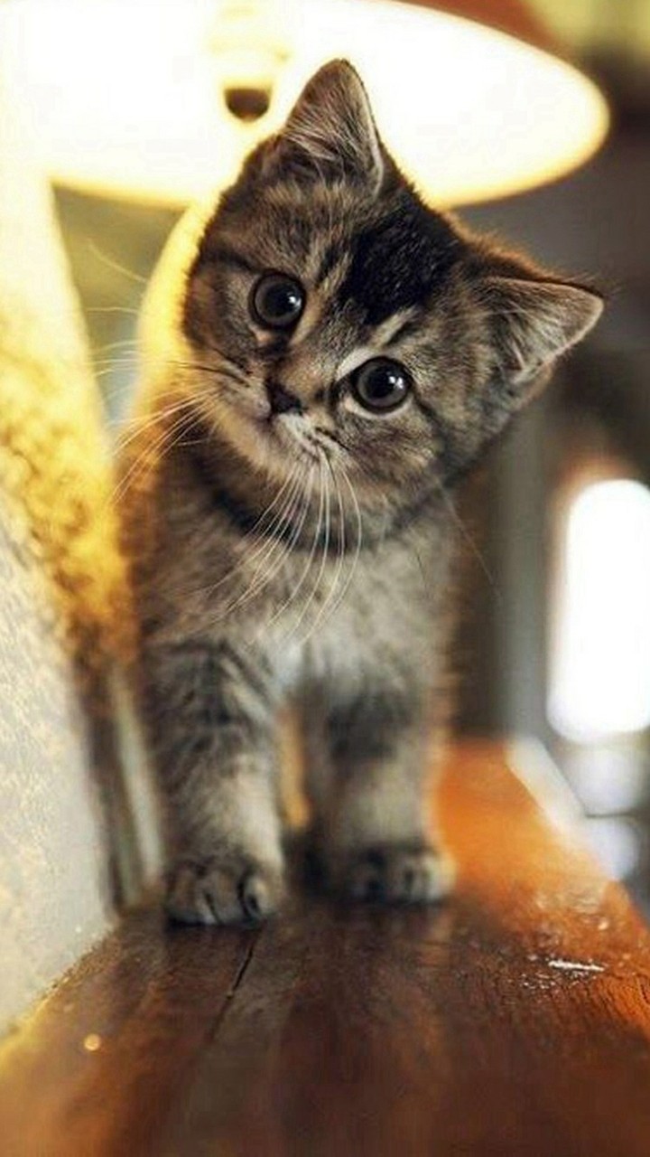 baby cat