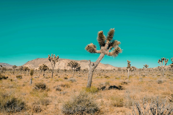 desert