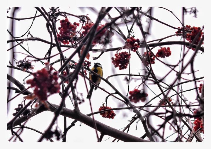 Dreamy bird