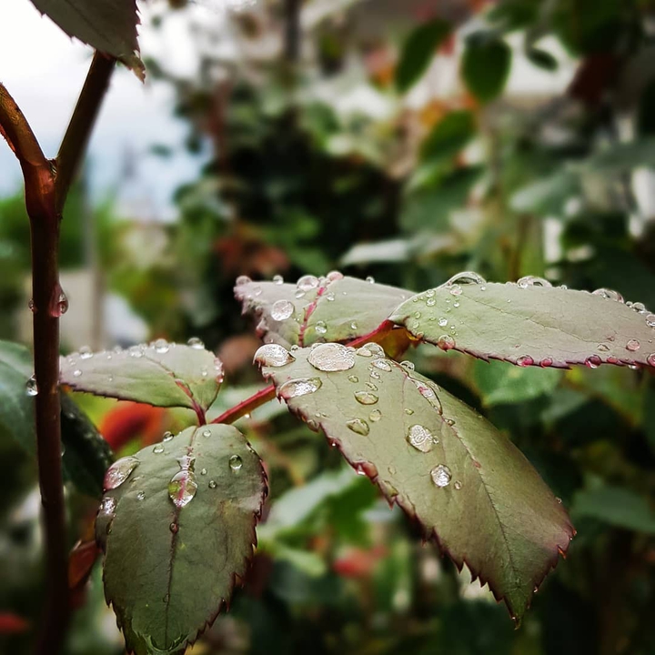 Drop
