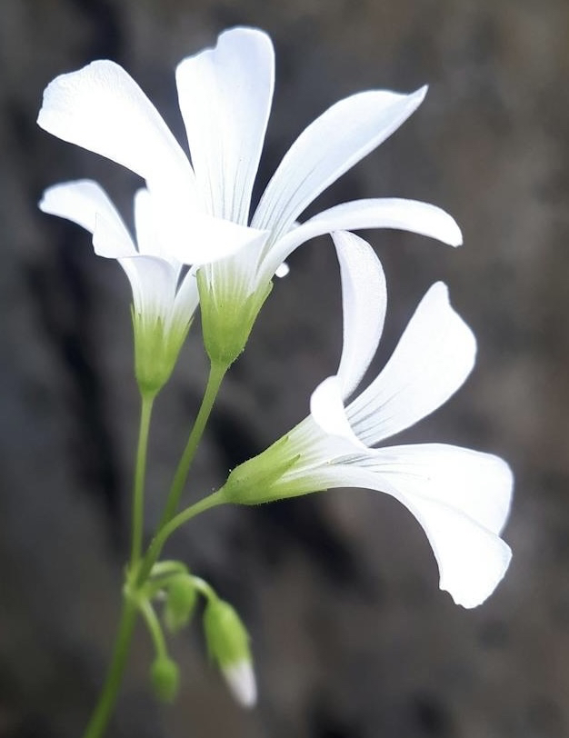 sfondi pedicel, lily