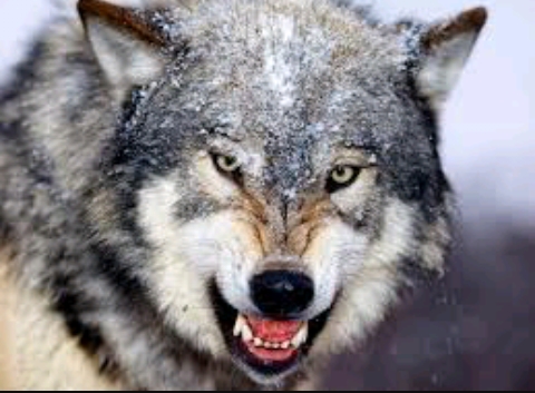 lobo