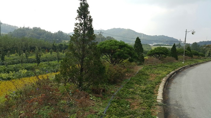 trees and road