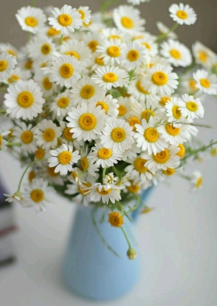 Margarida