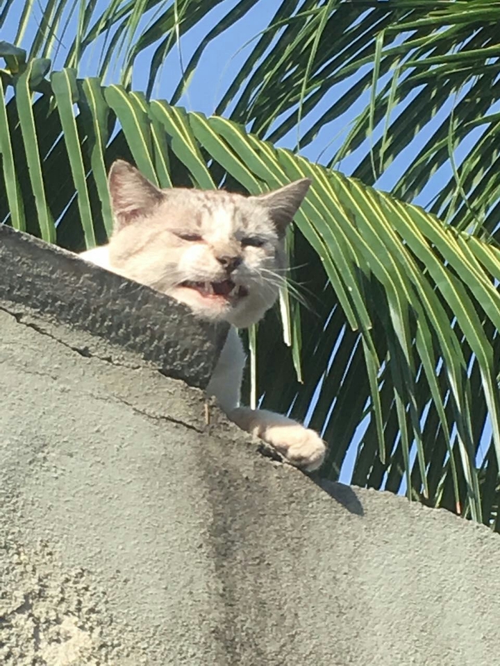 smiley cat