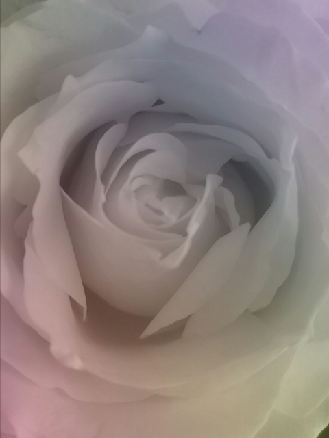 shaded rose