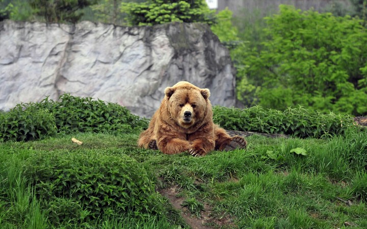 cute bear