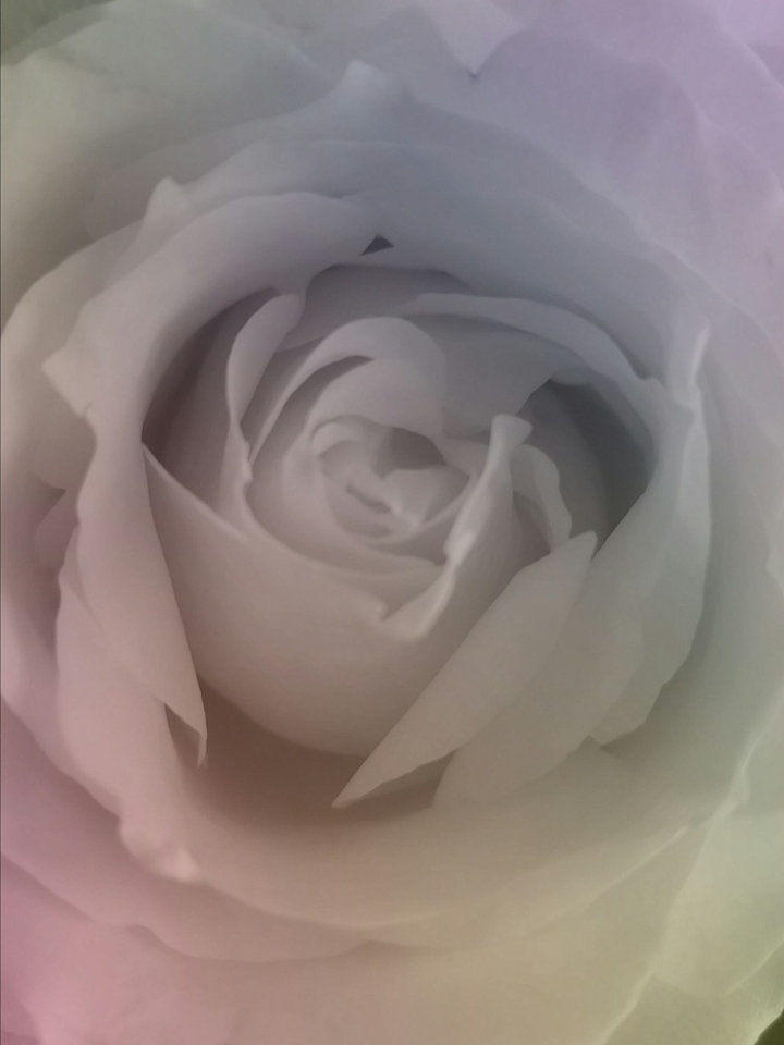 shaded rose