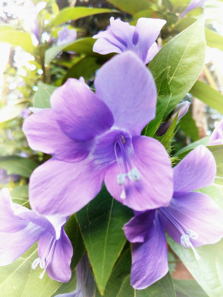 flower
