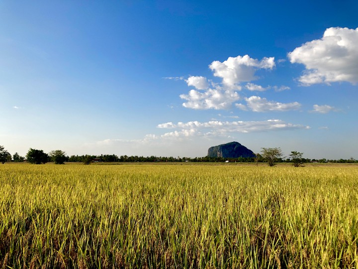 The Paddy Field Alor Setar
