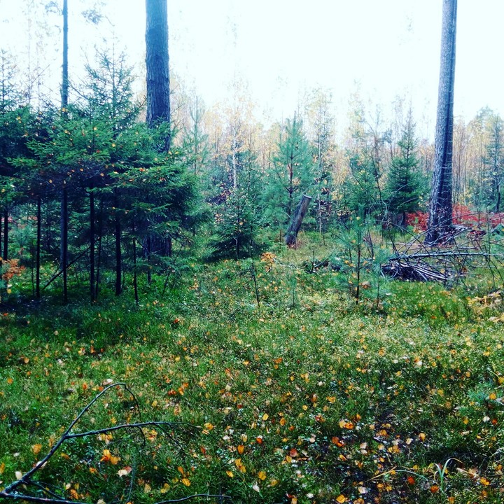 лес