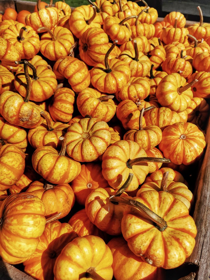 mini pumpkins 3