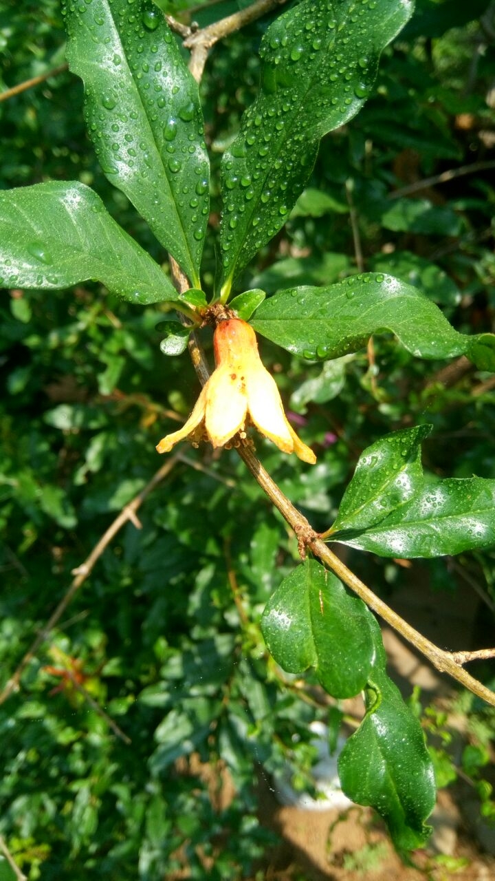 Flower