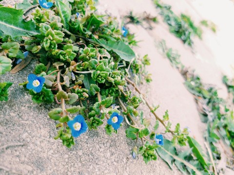 blue flowers