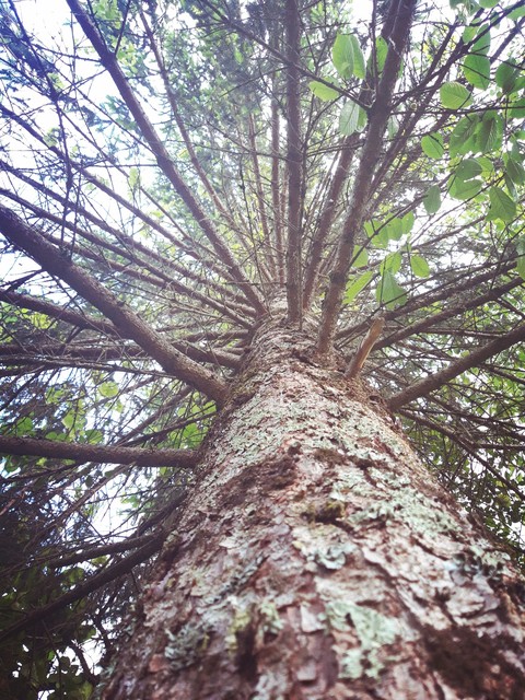 Tree view from below