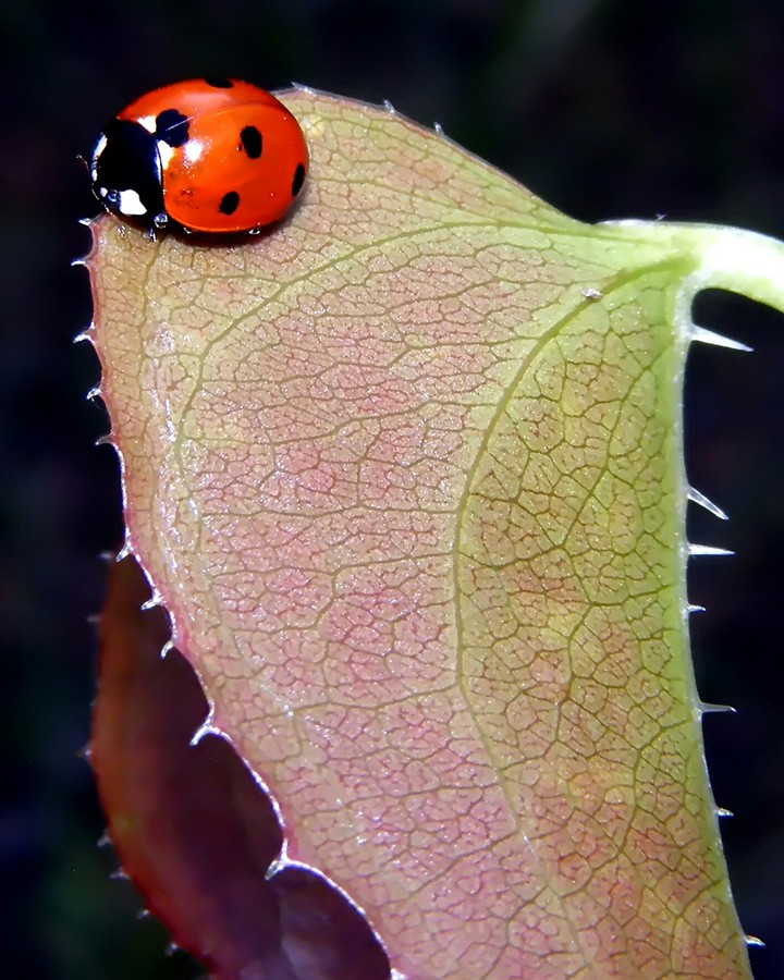 ladybug on greenbriar