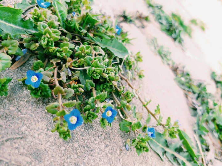 blue flowers