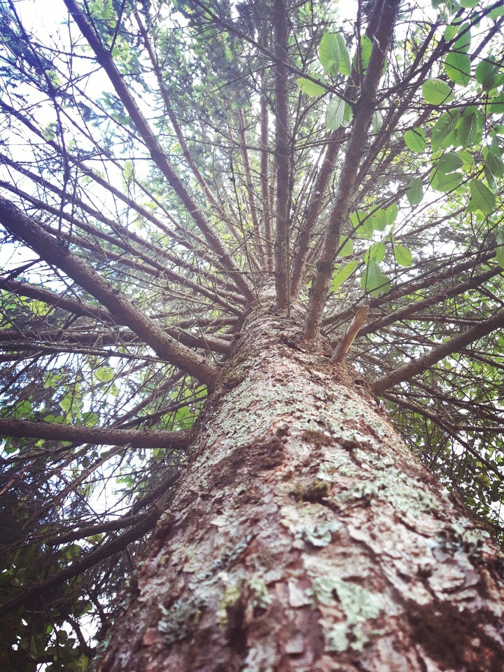 Tree view from below