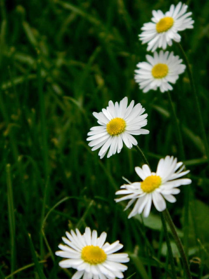 Flower. .My Photography. .