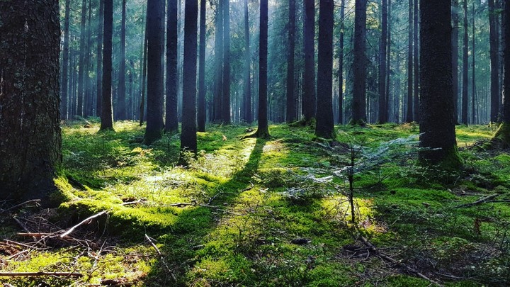 Black forest Germany