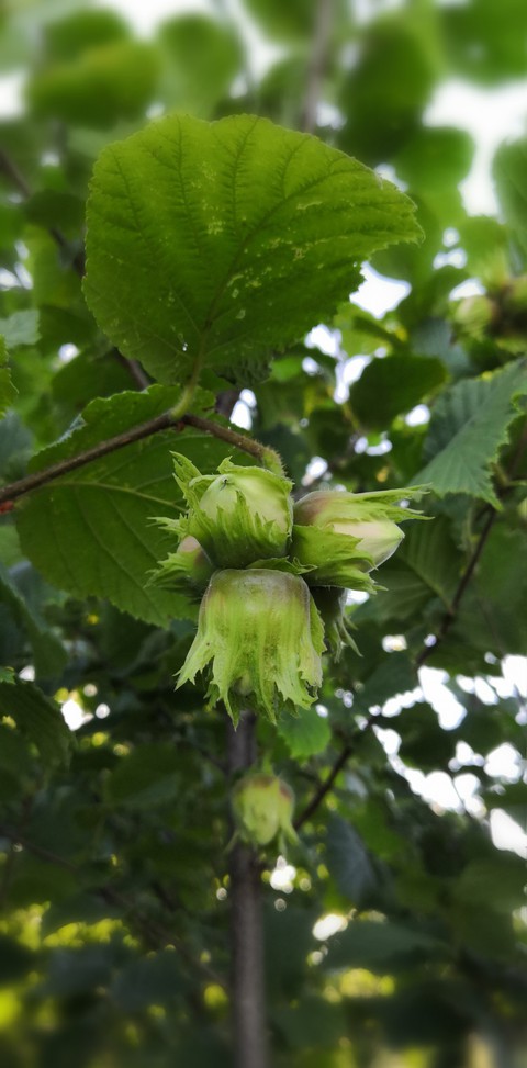 Nuts green hazelnut