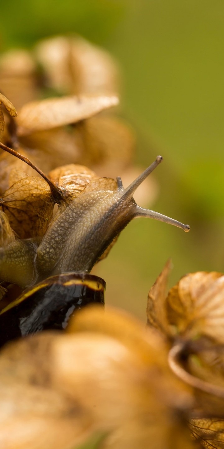 snail