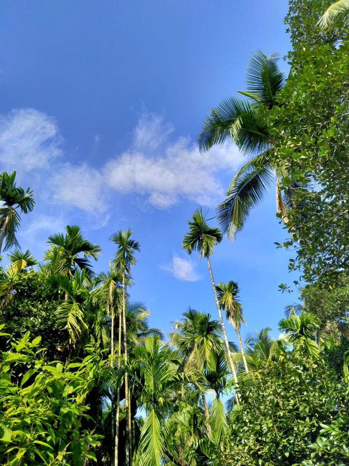 sky view from greenary